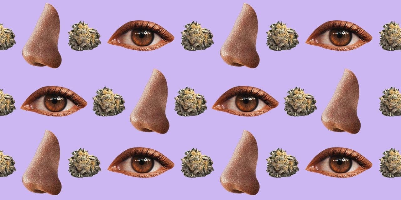 alternate photos of cannabis, nose then eyes