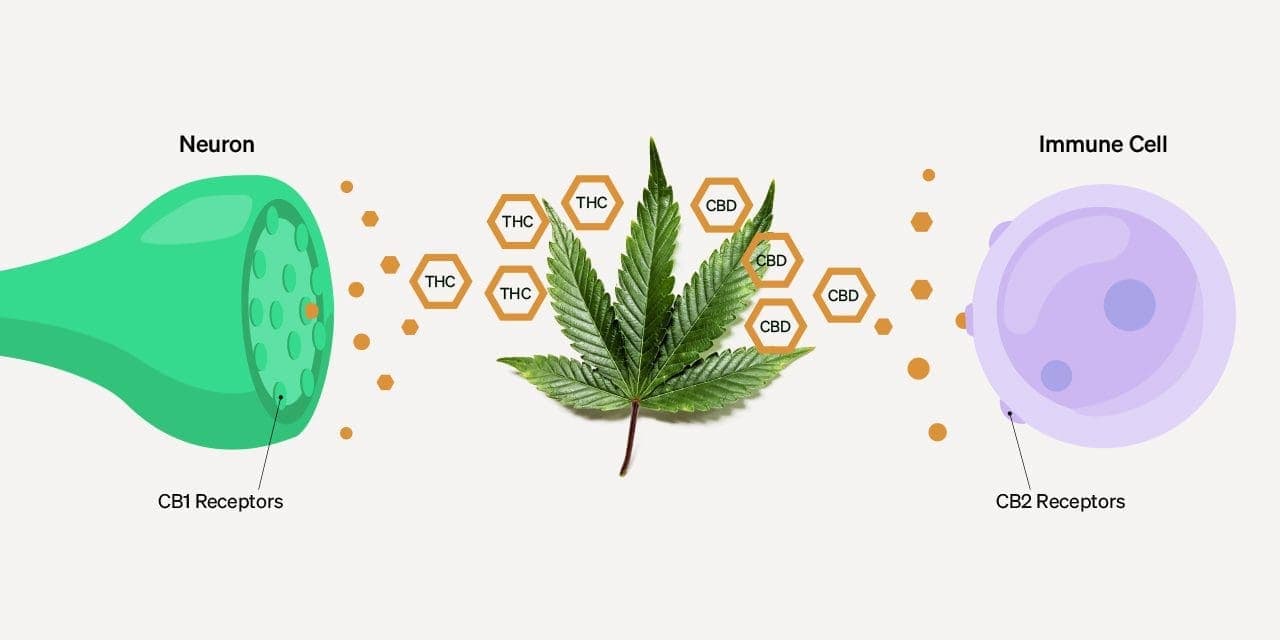 structure of phytocannabinoids